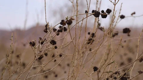 WADIRUM 14 스톡 동영상 128574514