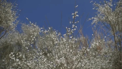 WADIRUM 31 Stock Footage 128574567