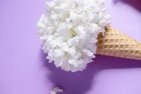 Waffle cone with hydrangea on purple background. Delicate still life with flo Stock Photos