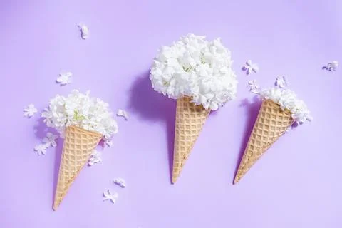 Waffle cone with hydrangea on purple background. Delicate still life with flo Stock Photos