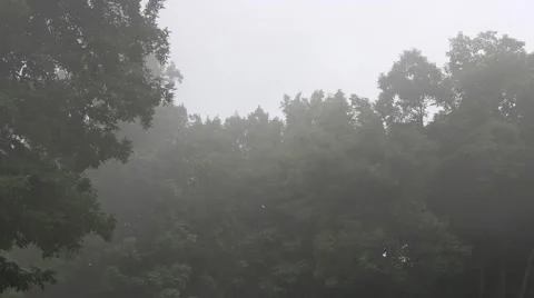 Waft of mist and forest Stock Footage 54914969