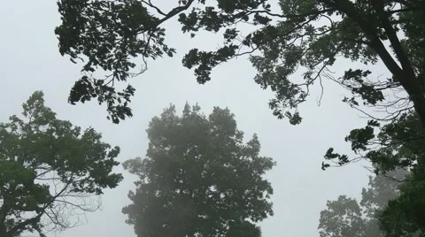 Waft of mist and trees Stock Footage 54915699