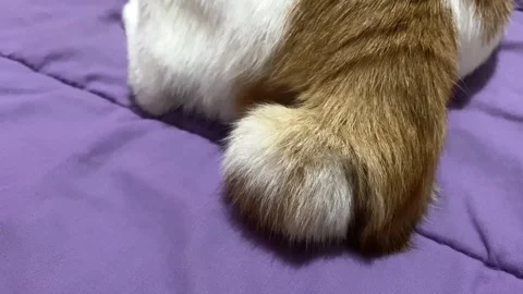 Wagging Cat's tail Stock Footage 316043940