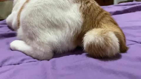 Wagging Cat's tail Stock Footage 316045245