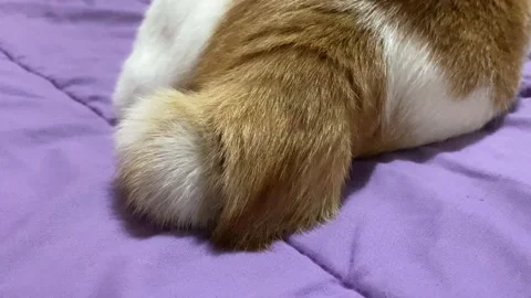 Wagging Cat's tail Stock Footage 316045253