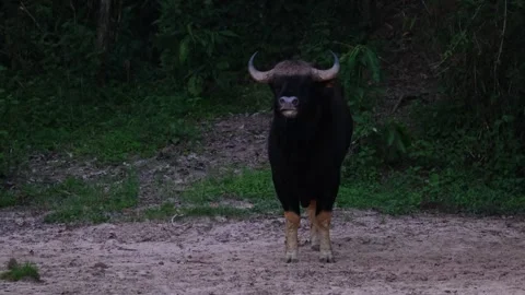 Wagging its tail looking towards the camera and then stoops down to eat Stock Footage 252337495