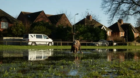 Wagging tail from a Cocker Spaniel enjoying flooded waters in a park 6K Stock Footage 293621623