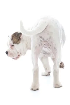 Wagging tail of a dog Stock Photos