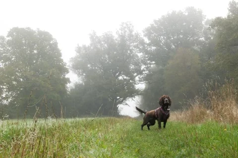 Wagging tail happy Cocker Spaniel in countryside on foggy day 6K Stock Footage 288459188