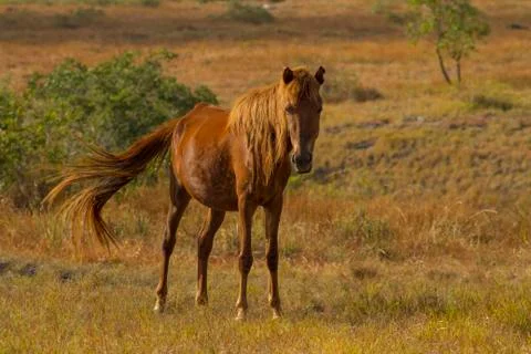 Wagging Tail 写真素材