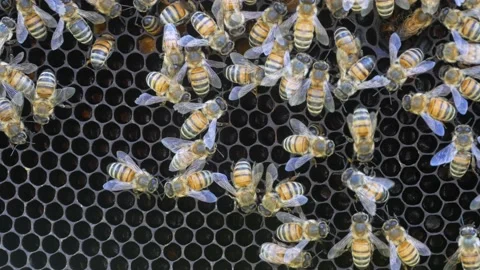 Waggle dance on bee comb macro Stock Footage 157569134