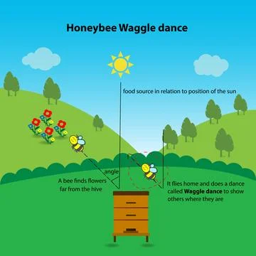 Waggle dance Stock Illustration