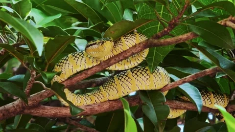 Wagler's Pit Viper Coiled Around Tree Branch Stock Footage 342827905