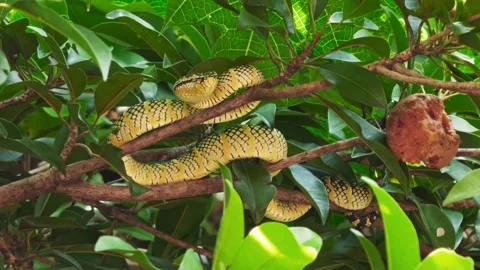 Wagler's Pit Viper Nestled Deep in Sapodilla Tree Canopy Stock Footage 342829037