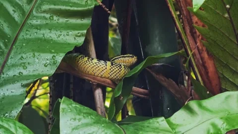 Wagler's Pit Viper Peeking Through Wet Tropical Leaves Stock Footage 342828918