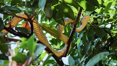 Wagler's Pit Viper Perched High in Leafy Tree Canopy Stock Footage 342829073