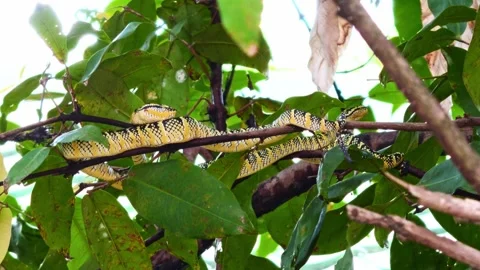 Wagler's Pit Viper Rested Wide Across Thin Branches Stock Footage 342828100