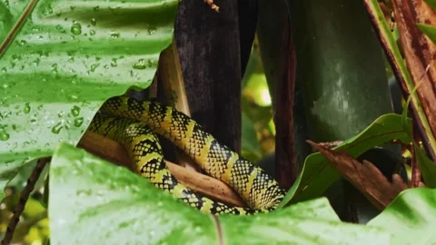 Wagler's Pit Viper Slithering Up Wet Fern Leaves Stock Footage 342828937