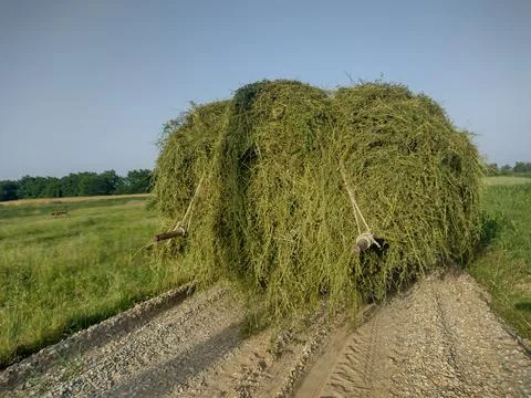 Wagon loaded with grass, pulled by a tractor, on the way home. In Maramures.. Stockfoto's