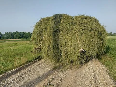 Wagon loaded with grass, pulled by a tractor, on the way home. In Maramures.. Fotos de archivo