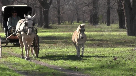 Wagon Master riding around Stock Footage 123619275
