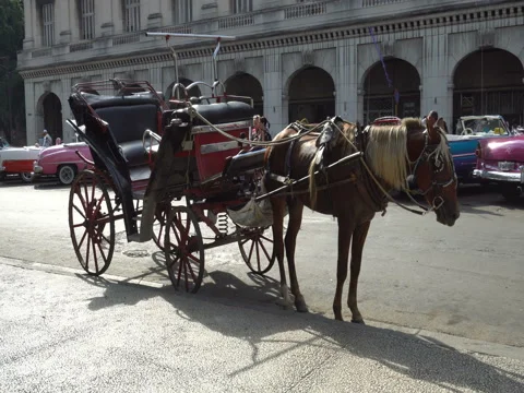 Wagon pulled by a horse on the central street of Havana at summer sunny day Stock Footage 71215993