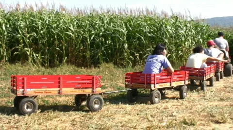 Wagon ride into the cornfields Stock-Footage 97321