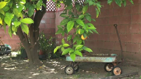 Wagon under Tree Stock Footage 738377