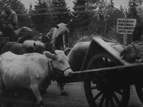 Wagons and cattle in Arctic Circle Video stock 221533139