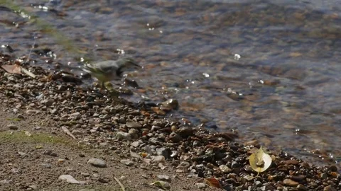 Wagtail on the banks 스톡 동영상 69841596