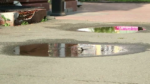 Wagtail is bathed Stock Footage 69023941