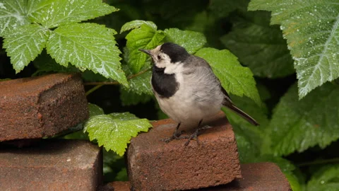 Wagtail bird chick, close-up Stock Footage 156518248