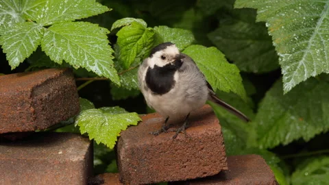 Wagtail bird chick, close-up Video stock 156814168