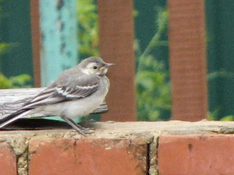 A wagtail bird is perched on a red brick wall. Stock Photos
