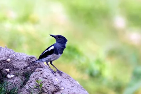Wagtail Bird Stock Photos