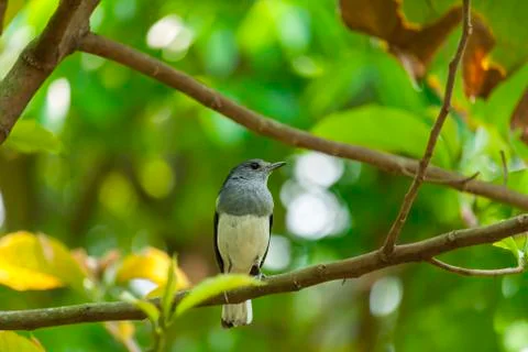 Wagtail Bird Stock Photos