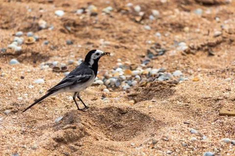 Wagtail bird on a shell beach Stock Photos