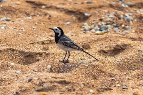 Wagtail bird on a shell beach Stock Photos