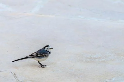 Wagtail bird on stone road Stock Photos