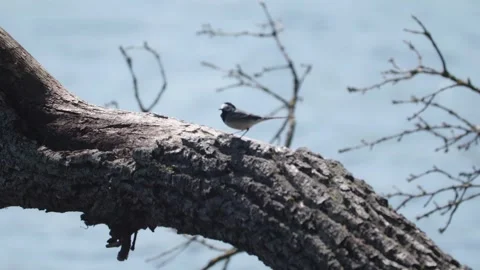A wagtail bounces along a fallen tree surrounded by water and forest, bathe.. Stock-Footage 308787312