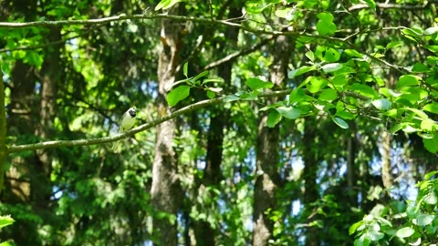 Wagtail on a branch in the forest. 動画素材 243091014