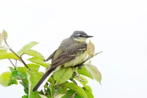Wagtail on a branch Stock Photos