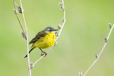 Wagtail on a branch Stock Photos