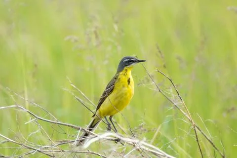 Wagtail on a branch Stock Photos