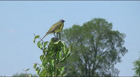 Wagtail on a bush Stock Footage 38301912