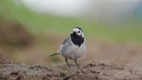  Wagtail Caught the Insect Stock Footage 85176286