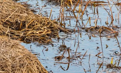 Wagtail eats next to water and washes Stock Photos
