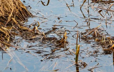 Wagtail eats next to water and washes Stock Photos