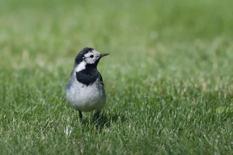 Wagtail in a field Stock Photos