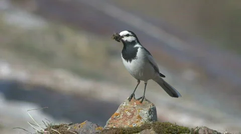 WAGTAIL Vídeos de archivo 695132
